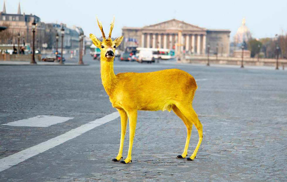 deer_place_de_la_concorde
